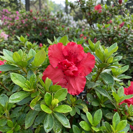 A vibrant red Goyet Azalea (Azalea indica 'Goyet'), an evergreen variety prized for its shade tolerance, blooms among lush green leaves in a garden.