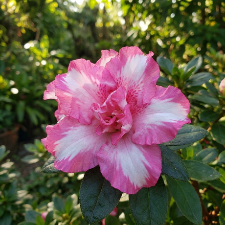 Gretel Azalea - Azalea indica 'Gretel', in full pink and white bloom with lush green leaves, stands out for its shade tolerance against a softly blurred foliage backdrop.
