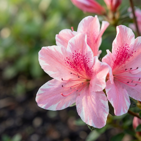 The Mrs Kint Azalea - Azalea kurume 'Mrs Kint' features light pink flowers with darker spots, blooming outdoors against a green backdrop. This evergreen azalea is valued for its shade tolerance and vibrant blooms.