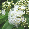 BACKHOUSIA citriodora Lemon Myrtle (Lemon-Scented Myrtle)