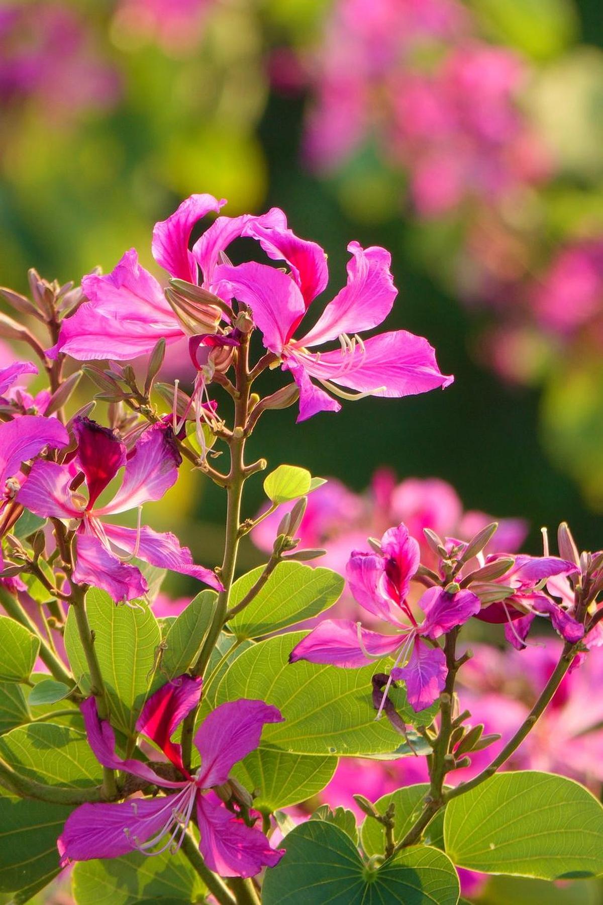 BAUHINIA purpurea "Purple Orchid Tree" (Orchid Tree) - Ex Ground-Deciduous,Ex Ground,Fast Growing,Flowering,Full Sun,Moderate Water,Outdoor,Tree-Nursery Near Me