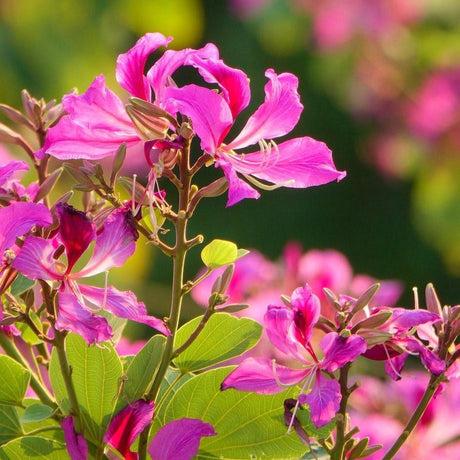 BAUHINIA purpurea "Purple Orchid Tree" (Orchid Tree) - Ex Ground-Deciduous,Ex Ground,Fast Growing,Flowering,Full Sun,Moderate Water,Outdoor,Tree-Nursery Near Me