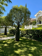 Queensland Bottle Tree - Brachychiton rupestris - Brisbane Plant Nursery