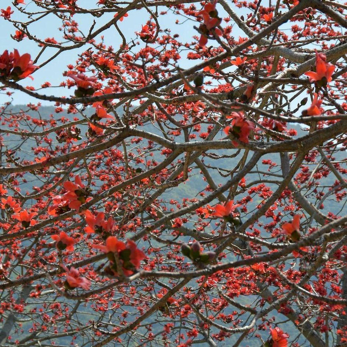 BOMBAX ceiba (Red Silk Cotton Tree) - Ex Ground-Deciduous,Ex Ground,Fast Growing,Flowering,Full Sun,Moderate Water,Outdoor,Tree,Tropical-Nursery Near Me