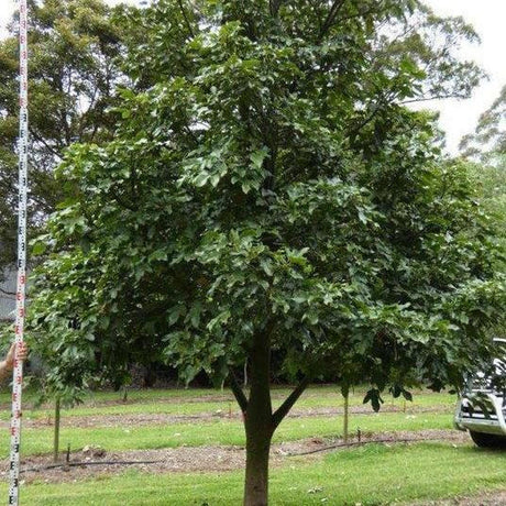 BRACHYCHITON acerifolius x bidwillii ‘Red Robin’ grafted - Ex Ground-Deciduous,Ex Ground,Fast Growing,Flowering,Full Sun,Moderate Water,Native,Outdoor,Tree-Nursery Near Me