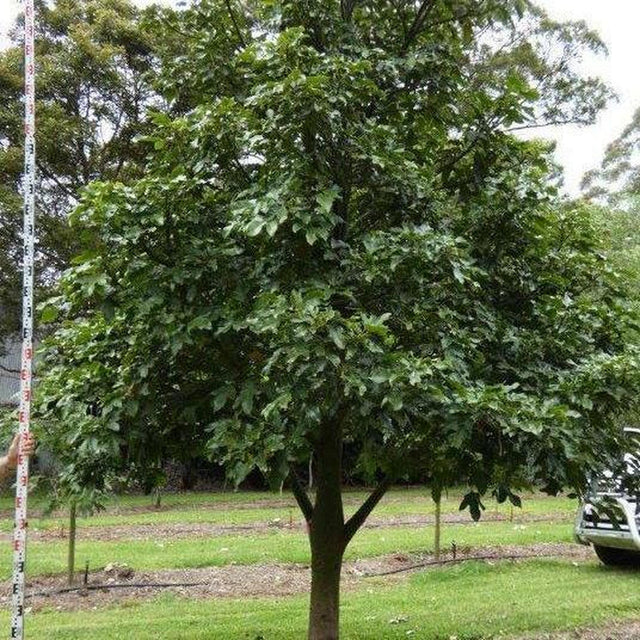 BRACHYCHITON acerifolius x bidwillii ‘Red Robin’ grafted - Ex Ground-Deciduous,Ex Ground,Fast Growing,Flowering,Full Sun,Moderate Water,Native,Outdoor,Tree-Nursery Near Me