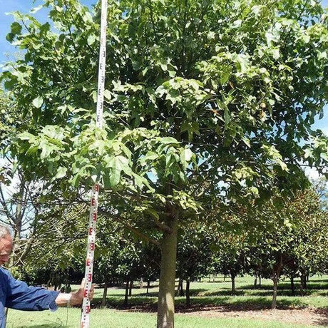 BRACHYCHITON acerifolius x discolor 'Clarabelle' grafted - Ex Ground-Deciduous,Ex Ground,Full Sun,Moderate Growing,Moderate Water,Outdoor,Screening-Nursery Near Me