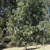 BRACHYCHITON acerifolius x populneus ‘Bella Pink’ grafted - Ex Ground-Nursery Near Me