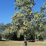 BRACHYCHITON australis (Broad Leaved Bottle Tree)