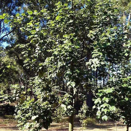 BRACHYCHITON discolor ‘Highfields Pink’ (Lacebark) grafted - Ex Ground-Deciduous,Ex Ground,Fast Growing,Flowering,Full Sun,Moderate Water,Native,Outdoor,Tree-Nursery Near Me