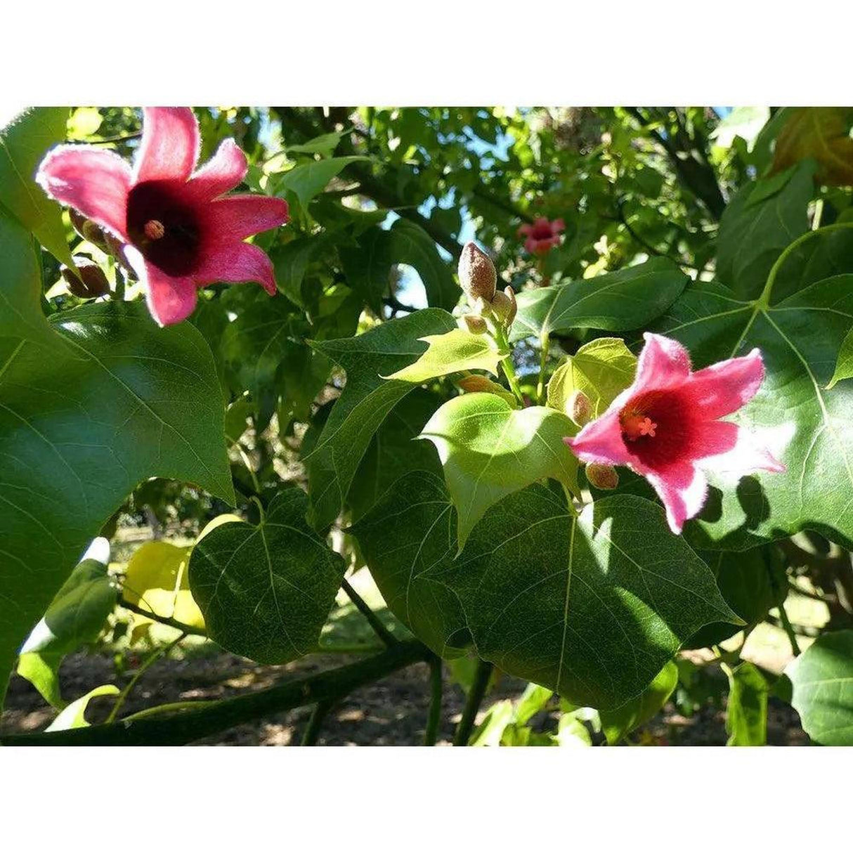 BRACHYCHITON incarnatus (hybrid - discolor x populneus) - Ex Ground-Deciduous,Ex Ground,Fast Growing,Flowering,Full Sun,Moderate Water,Native,Outdoor,Tree-Nursery Near Me