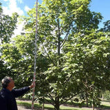 BRACHYCHITON vinicolor (hybrid – acerifolius x discolor) - Ex Ground-Deciduous,Ex Ground,Fast Growing,Flowering,Full Sun,Moderate Water,Native,Outdoor,Tree-Nursery Near Me