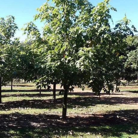 BRACHYCHITON vinicolor (hybrid – acerifolius x discolor) - Ex Ground-Deciduous,Ex Ground,Fast Growing,Flowering,Full Sun,Moderate Water,Native,Outdoor,Tree-Nursery Near Me