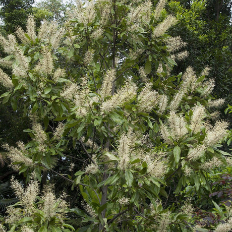 BUCKINGHAMIA celsissima (Ivory Curl Tree) - Ex Ground: Perfect for landscapes, this tree showcases clusters of creamy-white spiky flowers and long green leaves.