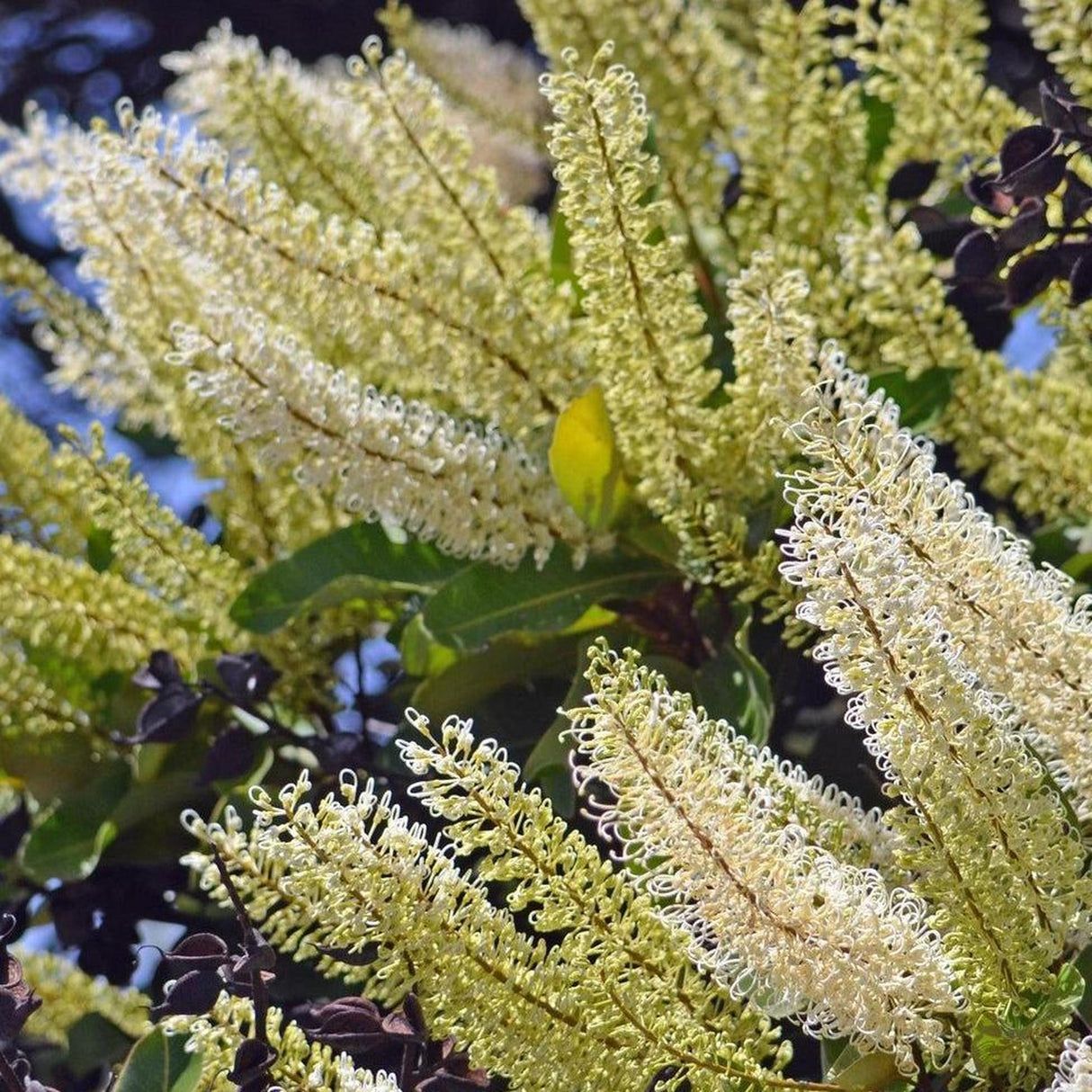 BUCKINGHAMIA celsissima "Ivory Curl Tree" (Ivory Curl) - Ex Ground-Evergreen,Ex Ground,Flowering,Full Sun,Moderate Growing,Moderate Water,Native,Outdoor,Tree-Nursery Near Me