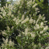 BUCKINGHAMIA celsissima "Ivory Curl Tree" (Ivory Curl) - Ex Ground-Evergreen,Ex Ground,Flowering,Full Sun,Moderate Growing,Moderate Water,Native,Outdoor,Tree-Nursery Near Me