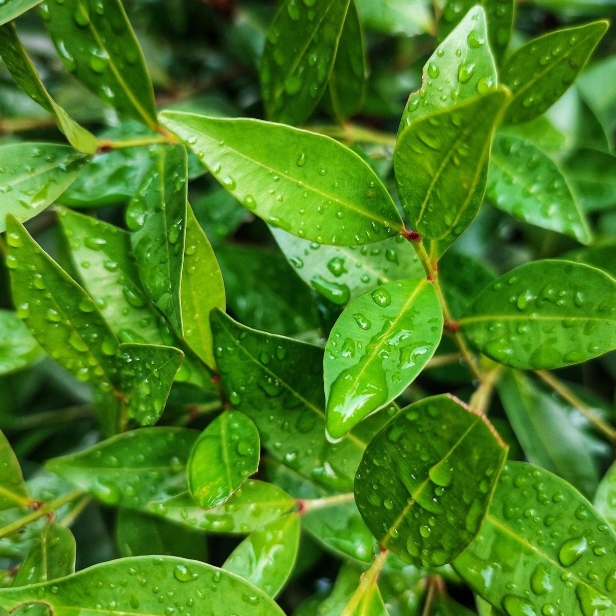 Close-up of vibrant green leaves with rain droplets highlights the Baby Boomer Syzygium - Syzygium australe 'Baby Boomer', a drought-tolerant, low-maintenance plant ideal for hedges.