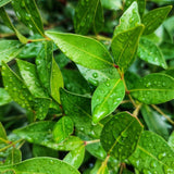 Close-up of green Baby Boomer Syzygium leaves, a drought-tolerant plant, with water droplets glistening on the surface.-Nursery Near Me