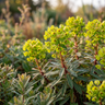 Baby Charm Spurge