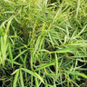 Baby Panda Bamboo