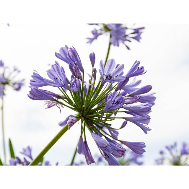 Baby Periwinkle Agapanthus - Agapanthus 'Baby Periwinkle'-Evergreen,Flowering,Full Sun,Moderate Growing,Moderate Water,Ornamental,Outdoor-Nursery Near Me