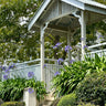 Baby Periwinkle Agapanthus