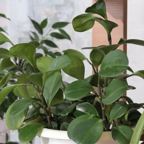 Baby Rubber Plant - Peperomia obtusifolia-Evergreen,Indoor,Moderate Water,Ornamental,Partial Shade,Slow Growing,Tropical-Nursery Near Me