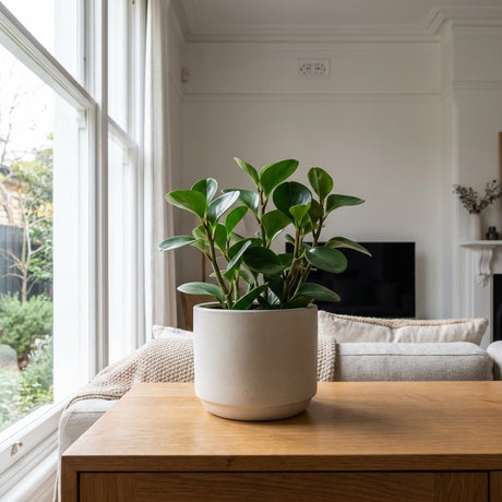 The Baby Rubber Plant (Peperomia obtusifolia) sits on a wooden table in a bright, modern living room with neutral décor—a low-maintenance, air-purifying indoor plant that enhances any space.