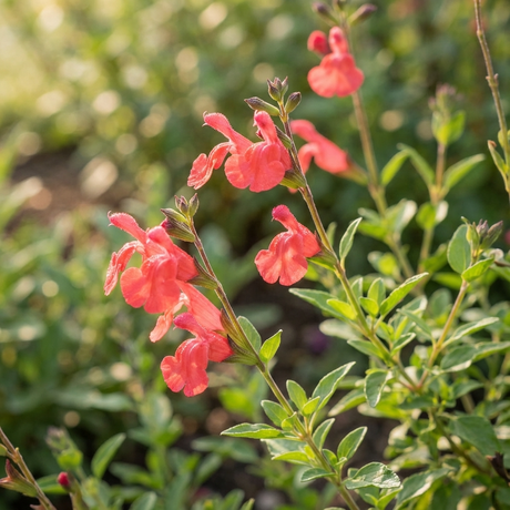 Baby Sage - Salvia microphylla displays coral pink blooms and green foliage bathed in sunlight, highlighting this drought-tolerant perennial’s vibrant charm.