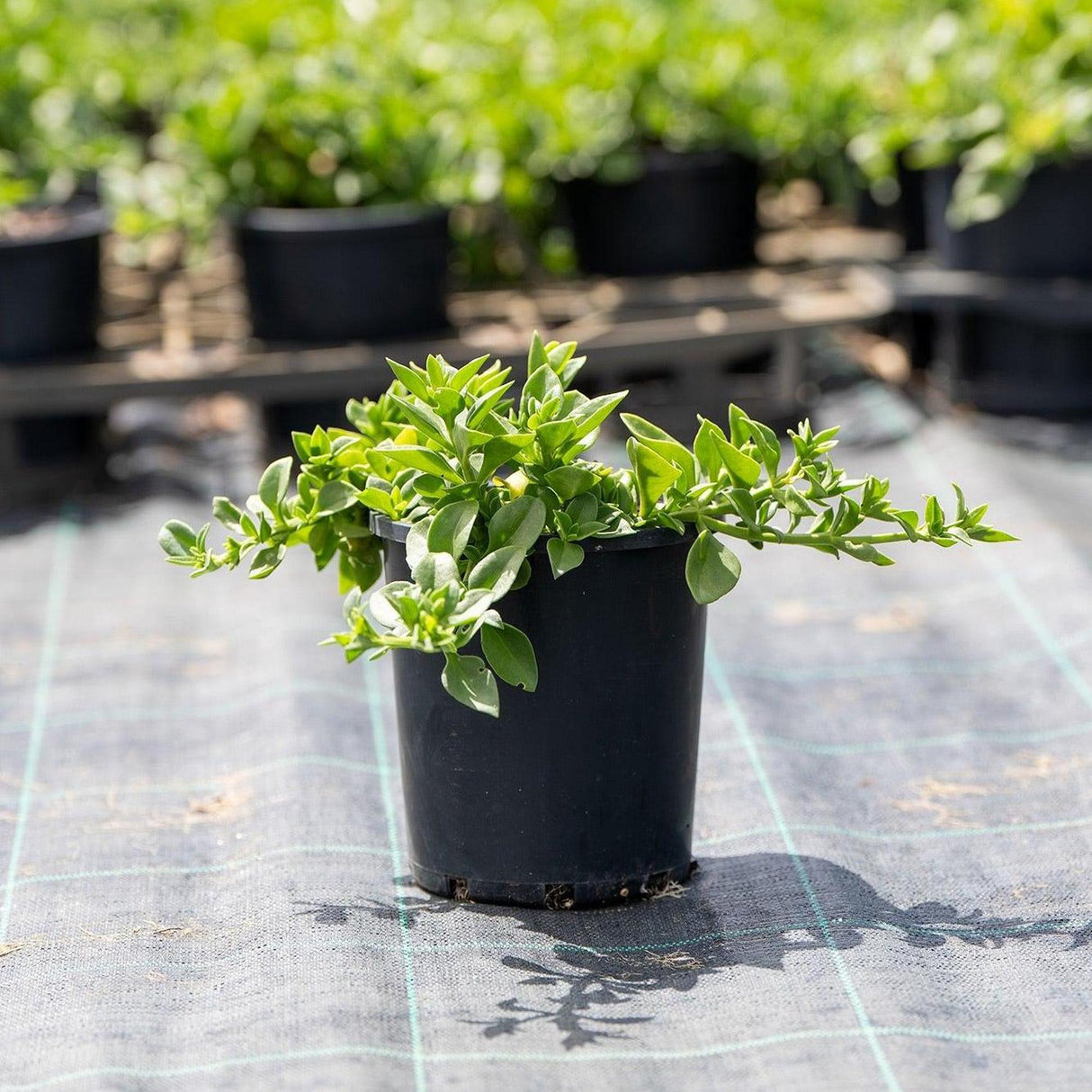 Baby Sunrose - Aptenia cordifolia-Evergreen,Fast Growing,Flowering,Full Sun,Ground Cover,Low Water,Outdoor-Nursery Near Me