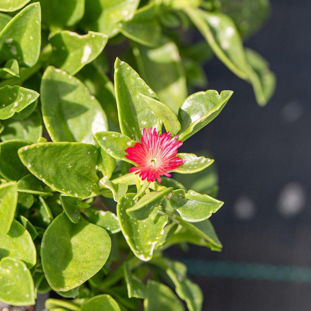 Baby Sunrose - Aptenia cordifolia-Evergreen,Fast Growing,Flowering,Full Sun,Ground Cover,Low Water,Outdoor-Nursery Near Me