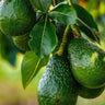 Bacon Avocado Tree