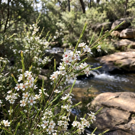 White wildflowers of Baeckea ‘Clarence River’ (Baeckea sp.) bloom by a rocky creek, set among green trees and bushes—an ideal low-maintenance shrub for your garden.