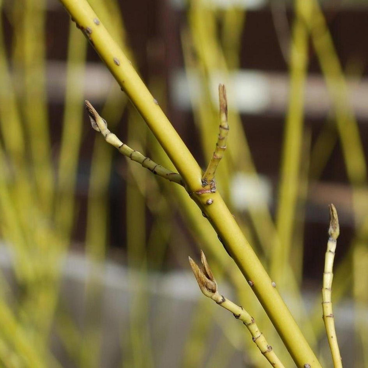 Baileyi Yellow Twig Dogwood - Cornus sericea 'Flaviramea Baileyi'-Deciduous,Moderate Growing,Moderate Water,Outdoor,Partial Shade,Screening,Shrub-Nursery Near Me