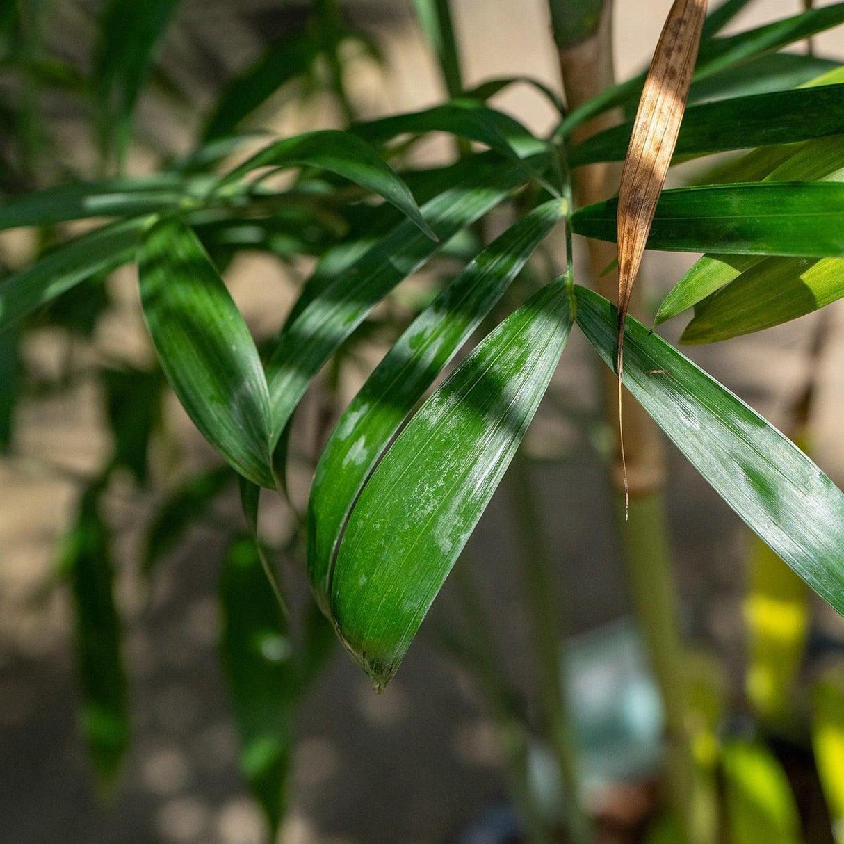 Bamboo Palm Tree - Chamaedorea seifrizii-Evergreen,Indoor,Moderate Water,Palm,Partial Shade,Slow Growing,Tropical-Nursery Near Me