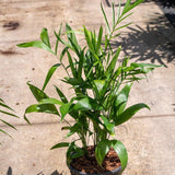 Bamboo Palm Tree - Chamaedorea seifrizii-Evergreen,Indoor,Moderate Water,Palm,Partial Shade,Slow Growing,Tropical-Nursery Near Me