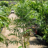 Bamboo Palm Tree - Chamaedorea seifrizii-Evergreen,Indoor,Moderate Water,Palm,Partial Shade,Slow Growing,Tropical-Nursery Near Me