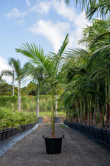 Bangalow Palm - Archontophoenix cunninghamiana-Evergreen,Fast Growing,Full Sun,Moderate Water,Outdoor,Palm,Tropical-Nursery Near Me