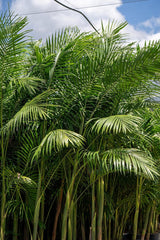 Bangalow Palm - Archontophoenix cunninghamiana-Evergreen,Fast Growing,Full Sun,Moderate Water,Outdoor,Palm,Tropical-Nursery Near Me