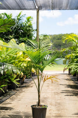 Bangalow Palm - Archontophoenix cunninghamiana-Evergreen,Fast Growing,Full Sun,Moderate Water,Outdoor,Palm,Tropical-Nursery Near Me