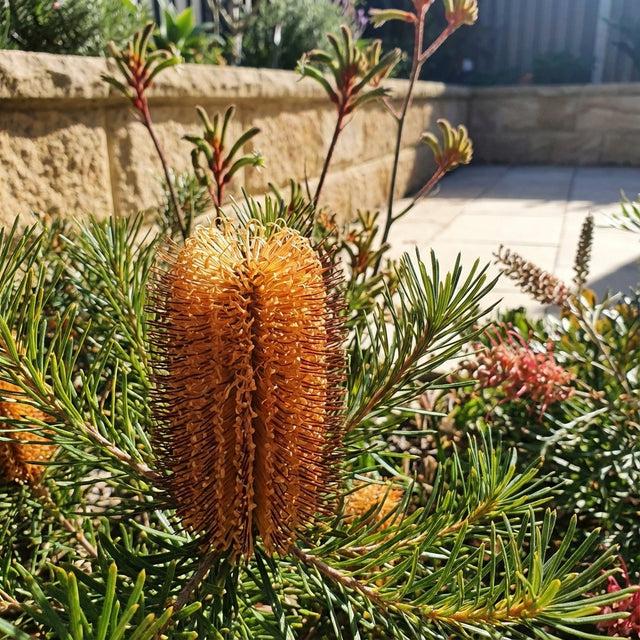 Banksia ‘Cherry Candles’ (Banksia spinulosa cultivar) is a compact native shrub with cherry-red flower spikes and spiky green leaves, bringing vibrant color to sunlit gardens with stone walls.