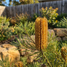 Narrow Nugget™ Banksia