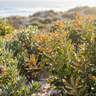 Banksia integrifolia ‘Roller Coaster’
