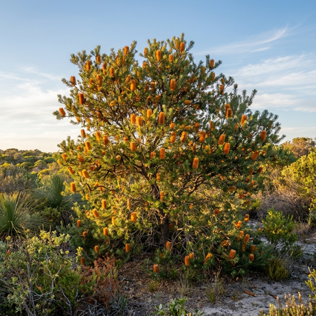 Banksia ‘Giant Candles’ (Banksia ericifolia × Banksia spinulosa) is a large native Australian shrub known for its striking orange flowers, making it an iconic choice for local gardens and thriving in sandy bushland.