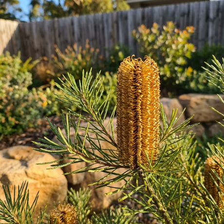 A close-up of Banksia ‘Narrow Nugget’ (Banksia spinulosa cultivar) displays its golden flower spikes amid green leaves in a sunny garden.