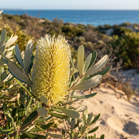 A yellow Coast Banksia - Banksia integrifolia flower with green leaves blooms on sandy coastal dunes, ocean in the background—a stunning Australian native tree thriving by the sea.