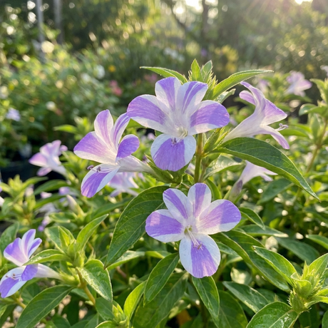 Barleria ‘Jet Streak’ (Barleria obtusa cultivar) features striking purple and white blooms and green leaves, making this purple flowering shrub a standout choice for bright garden spaces.