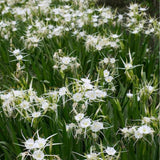 Beach Spider Lily - Hymenocallis littoralis-Evergreen,Flowering,Full Sun,Moderate Growing,Moderate Water,Outdoor,Tropical-Nursery Near Me