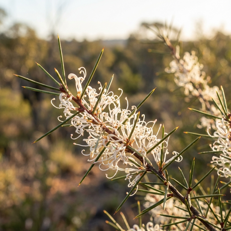 Close-up of white Beaked Hakea (Hakea rostrata) flowers on spiky green stems, highlighting this drought-tolerant Australian native shrub against a softly blurred natural background.