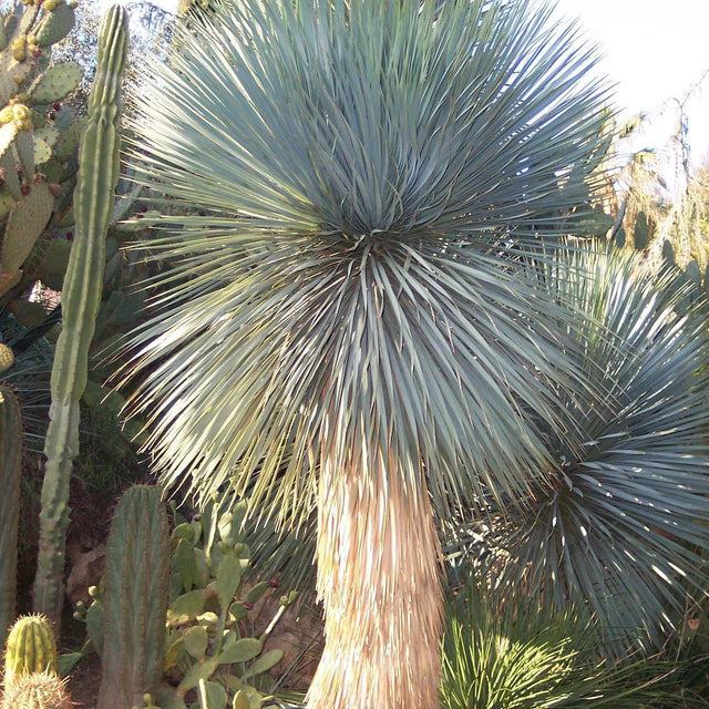 Beaked Yucca - Yucca rostrata-Evergreen,Full Sun,Low Water,Ornamental,Outdoor,Slow Growing,Tree-Nursery Near Me